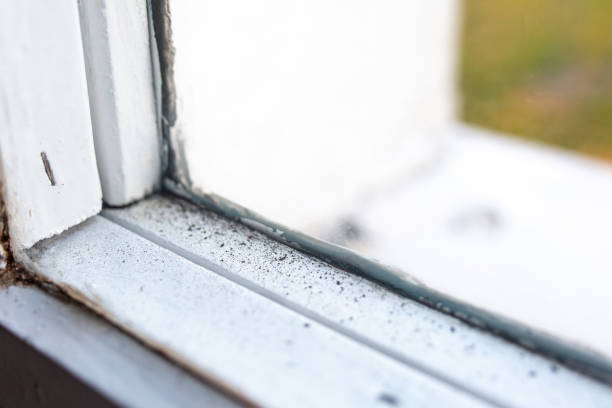 Best Attic Mold Removal  in Sauk Rapids, MN