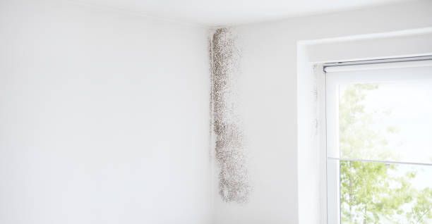 Best Attic Mold Removal  in Sauk Rapids, MN