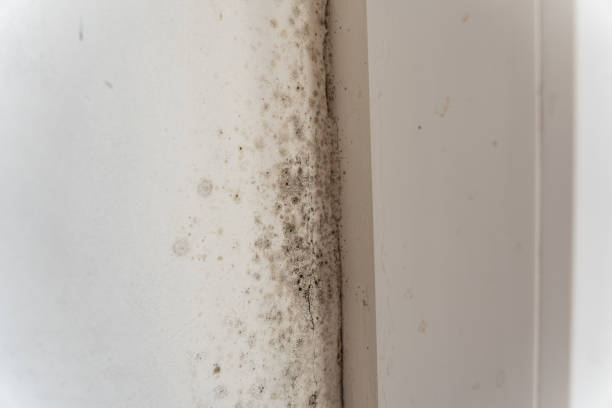 Best Post-Remediation Verification Testing  in Sauk Rapids, MN